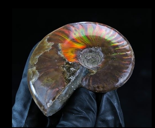 Fossils