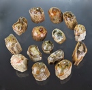 Petrified Wood