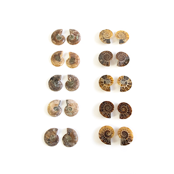 Ammonite Pair (Small)