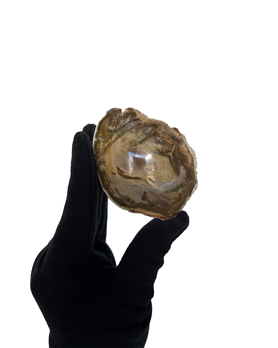 Petrified Wood Branch "Enos"