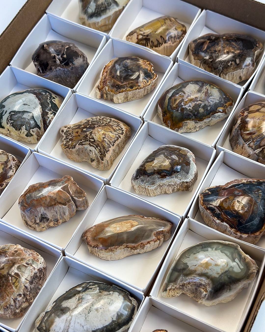 Petrified Wood  Branch "Enos" (LBS)