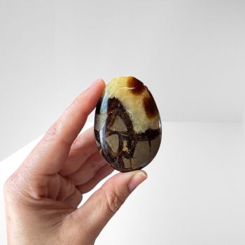 Septarian  Palm  Stone