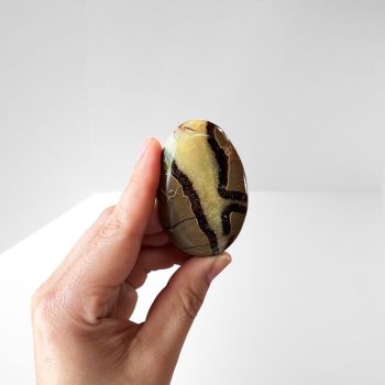 Septarian Palm Stone