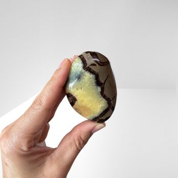 Septarian Palm Stone