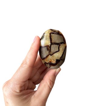 Septarian Palm Stone