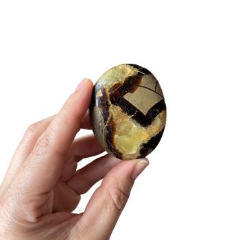 Septarian Palm Stone